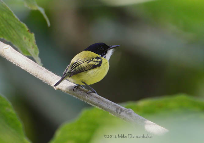Black-headed Tody-Flycatcher (Todirostrum nigriceps) photo