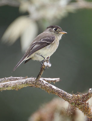 Black-capped Flycatcher (Empidonax atriceps) photo