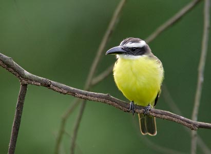 Boat-billed Flycatcher (Megarynchus pitangua) photo image