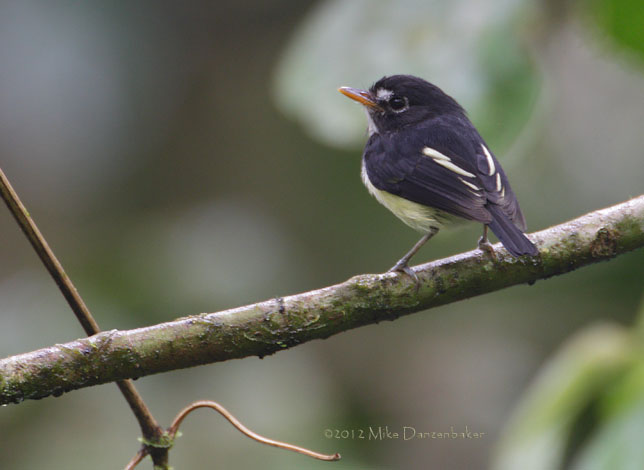 Black-and-white Tody-Flycatcher (Poecilotriccus capitalis) photo