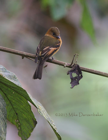 Cinnamon Flycatcher (Pyrrhomyias cinnamomeus) photo