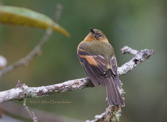 Cinnamon Flycatcher (Pyrrhomyias cinnamomeus) photo