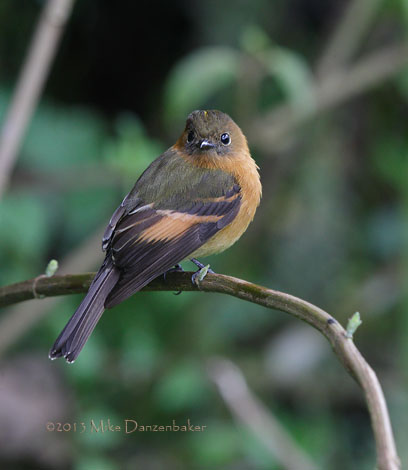 Cinnamon Flycatcher (Pyrrhomyias cinnamomeus) photo