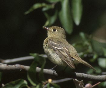 Cordilleran Flycatcher (Empidonax occidentalis) photo image