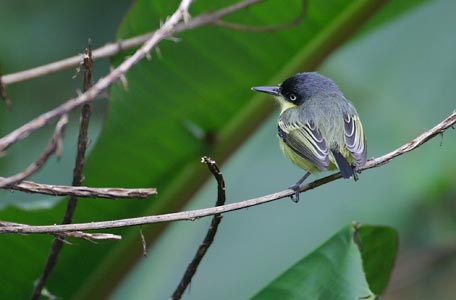 Common Tody-Flycatcher (Todirostrum cinereum) photo image