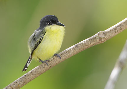 Common Tody-Flycatcher (Todirostrum cinereum) photo image