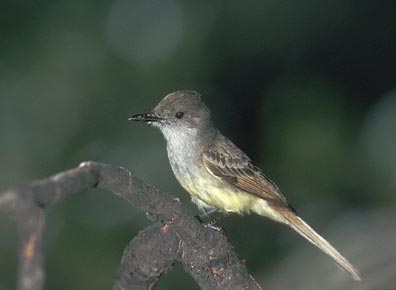 Dusky-capped Flycatcher (Myiarchus tuberculifer) photo image
