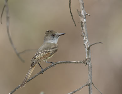 Dusky-capped Flycatcher (Myiarchus tuberculifer) photo image