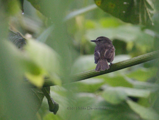 Fuscous Flycatcher (Cnemotriccus fuscatus) photo image