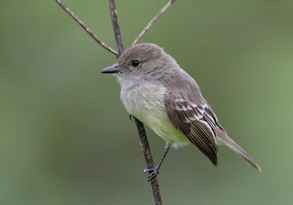 Galapagos Flycatcher (Myiarchus magnirostris) photo image