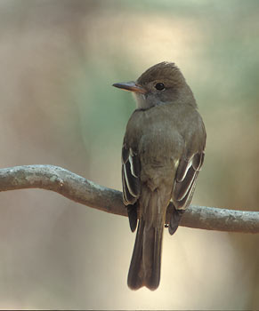 Great Crested Flycatcher (Myiarchus crinitus) photo
