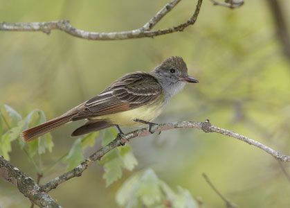 Great Crested Flycatcher (Myiarchus crinitus) photo