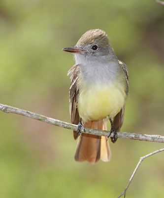 Great Crested Flycatcher (Myiarchus crinitus) photo