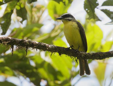 Golden-bellied Flycatcher (Myiodynastes hemichrysus) photo image