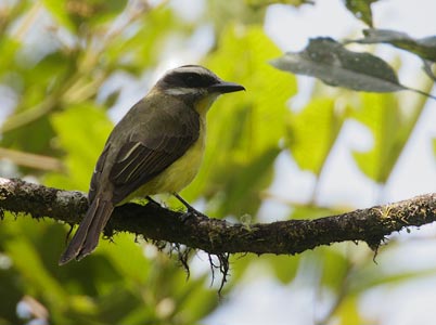 Golden-bellied Flycatcher (Myiodynastes hemichrysus) photo