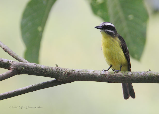 Golden-bellied Flycatcher (Myiodynastes hemichrysus) photo