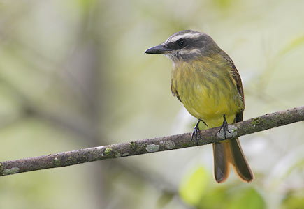 Golden-crowned Flycatcher (Myiodynastes chrysocephalus) photo image
