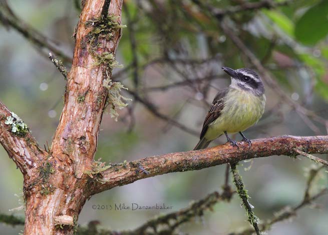Golden-crowned Flycatcher (Myiodynastes chrysocephalus) photo image