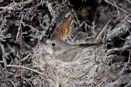 Gray Flycatcher (Empidonax wrightii) photo image