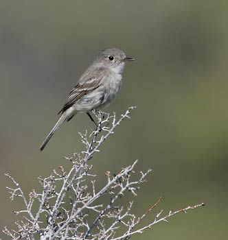 Gray Flycatcher (Empidonax wrightii) photo image