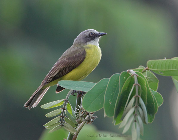 Gray-capped Flycatcher (Myiozetetes granadensis) photo image