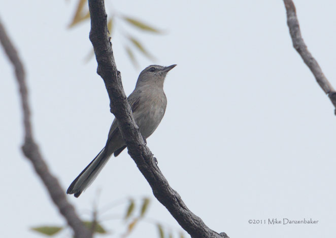 Grey Tit-Flycatcher (Myioparus plumbeus) photo image