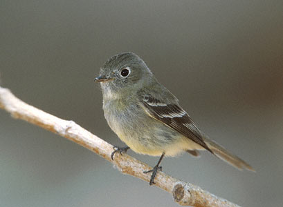 Hammond's Flycatcher (Empidonax hammondii) photo image