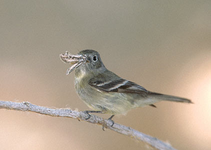 Hammond's Flycatcher (Empidonax hammondii) photo image