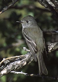 Hammond's Flycatcher (Empidonax hammondii) photo image