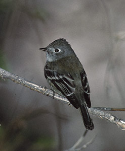 Hammond's Flycatcher (Empidonax hammondii) photo image