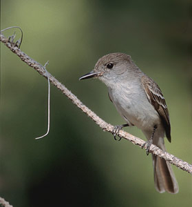 La Sagra's Flycatcher (Myiarchus sagrae) photo image