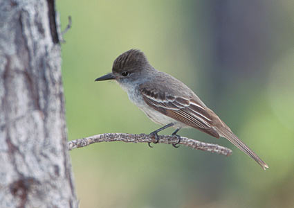 La Sagra's Flycatcher (Myiarchus sagrae) photo image