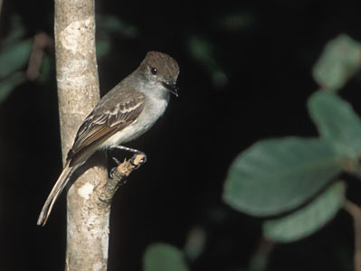 La Sagra's Flycatcher (Myiarchus sagrae) photo image
