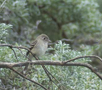 Least Flycatcher (Empidonax minimus) photo image