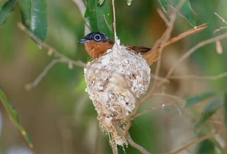 Madagascar Paradise-Flycatcher (Terpsiphone mutata) photo