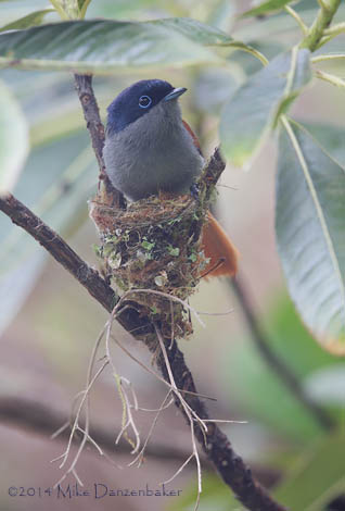 Mascarene Paradise Flycatcher (Terpsiphone bourbonnensis) photo