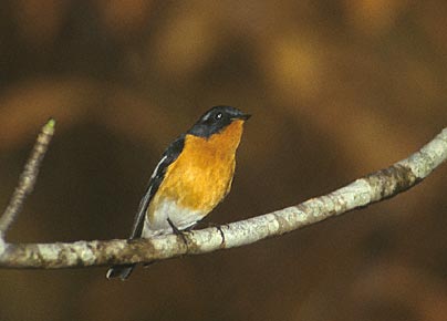 Mugimaki Flycatcher (Ficedula mugimaki) photo image