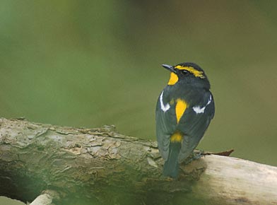 Narcissus Flycatcher (Ficedula narcissina) photo image