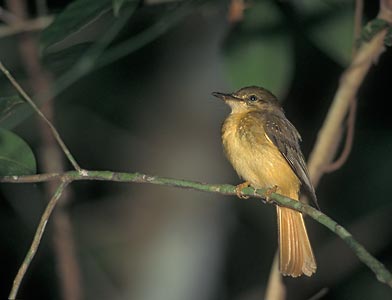 Northern Royal Flycatcher (Onychorhynchus mexicanus) photo image