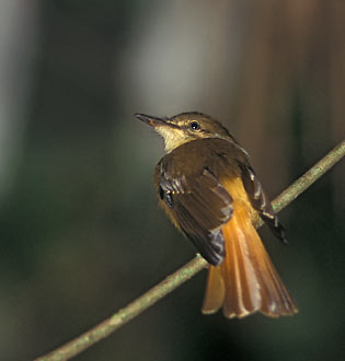 Northern Royal Flycatcher (Onychorhynchus mexicanus) photo image