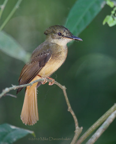 Northern Royal Flycatcher (Onychorhynchus mexicanus) photo image