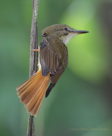 royal flycatcher