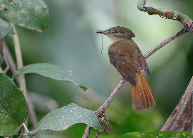 Northern Royal Flycatcher (Onychorhynchus mexicanus) photo image