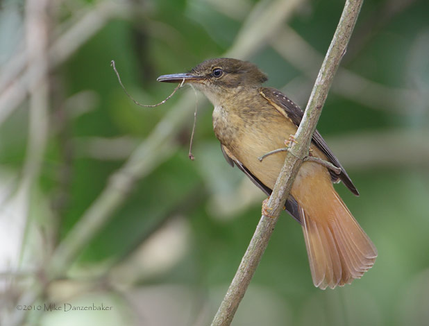 Northern Royal Flycatcher (Onychorhynchus mexicanus) photo image
