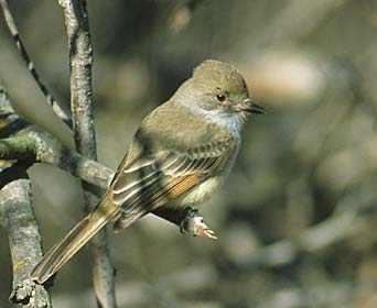 Nutting's Flycatcher (Myiarchus nuttingi) photo image