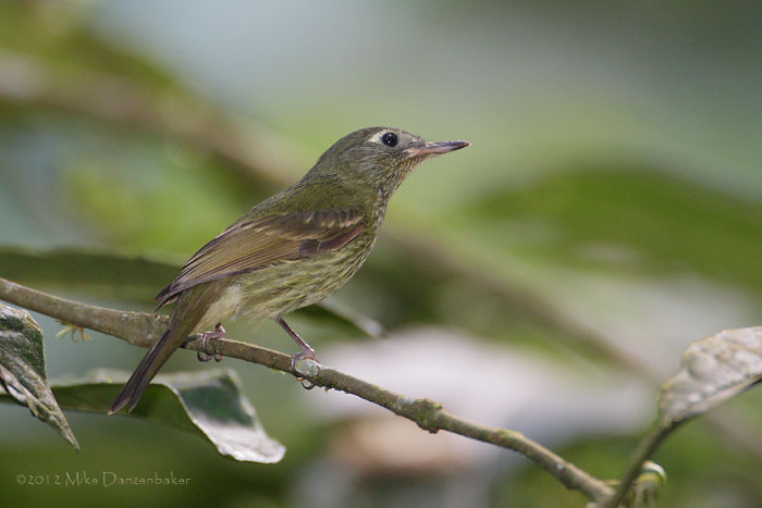 Olive-striped Flycatcher (Mionectes olivaceus) photo