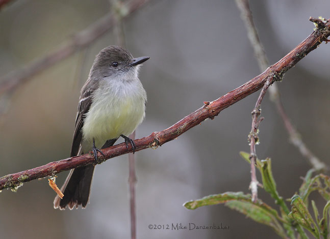 Pale-edged Flycatcher (Myiarchus cephalotes) photo image