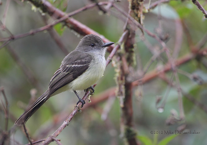 Pale-edged Flycatcher (Myiarchus cephalotes) photo image