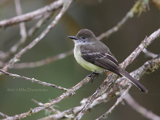 Pale-edged Flycatcher (Myiarchus cephalotes) photo image