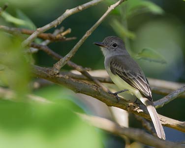 Panamanian Flycatcher (Myiarchus panamensis) photo image